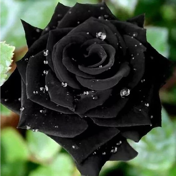 blackrose777
